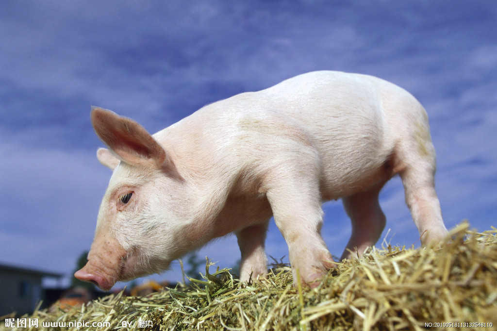Pigs at a critical moment can not be raised if they want to.