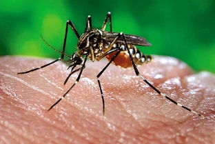 Epidemic Situation of Dengue In 2019